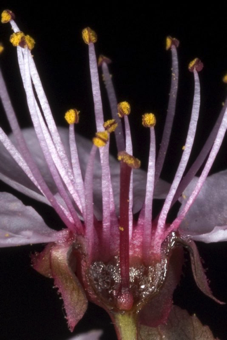 The single ovary from this flower will mature into a plum (drupe), which is a good example of a simple fruit (1 flower, 1 ovary) [Rosaceae]